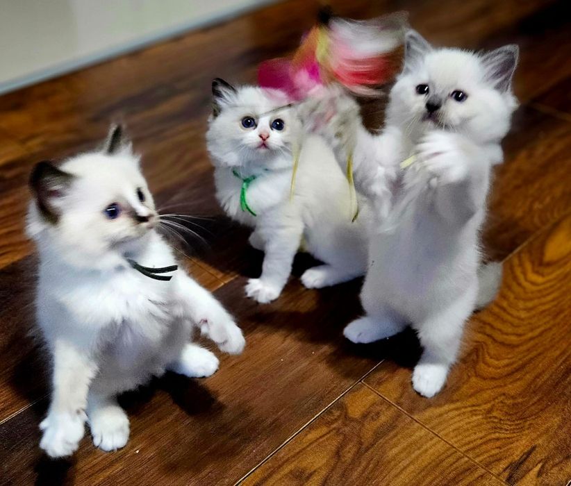 Kocięta Ragdoll - 2 kotki i dwa kocurki