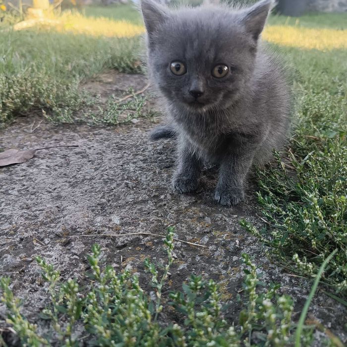 Віддам котят в добрі руки