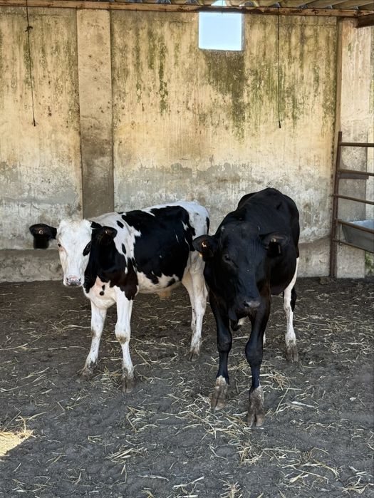 Vitelos frisios com 7 meses