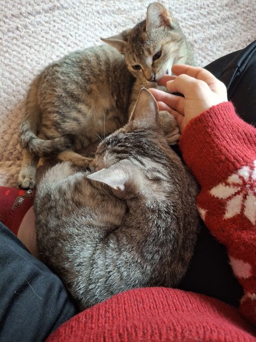 2 kochane przytulaśne kotki do adopcji