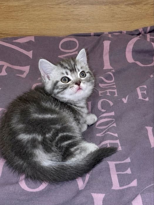 Шотландский котенок девочка