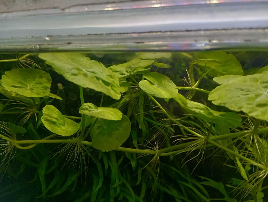 Wąkrotka białogłowa (Hydrokotyla)