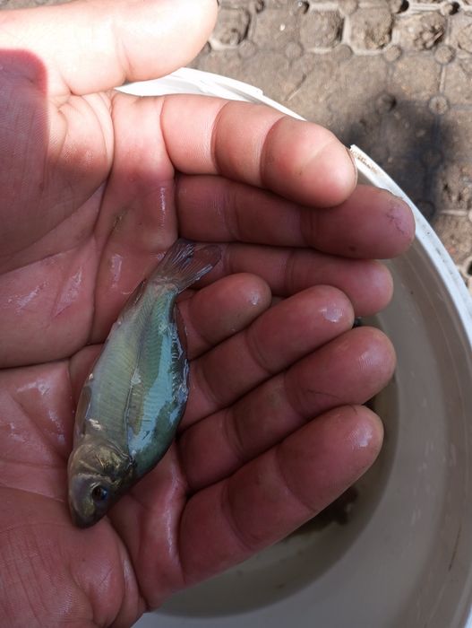 Karp narybek zarybieniowy