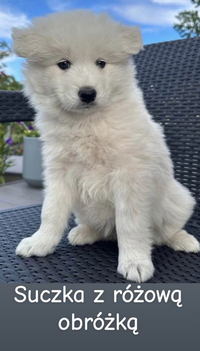 Szczeniaki Samoyed gotowe do odbioru