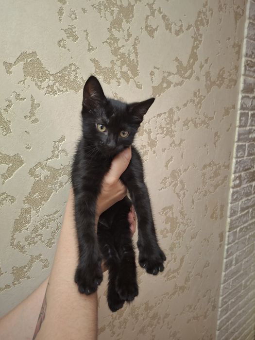 Віддам кошенят ,хлопчики
