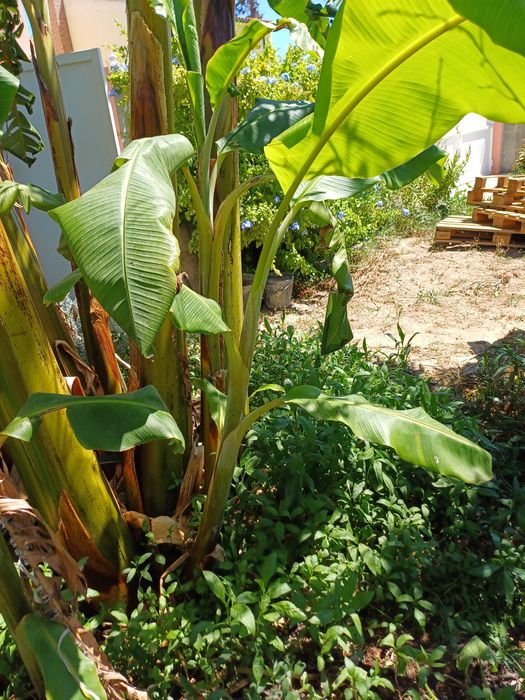 Árvores de Fruto - bananeira, nespereira...