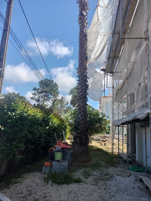 Palmeira Washingtonia