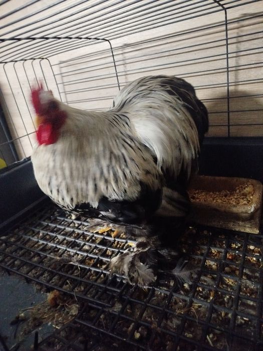 Karzełek kochin miniaturowy