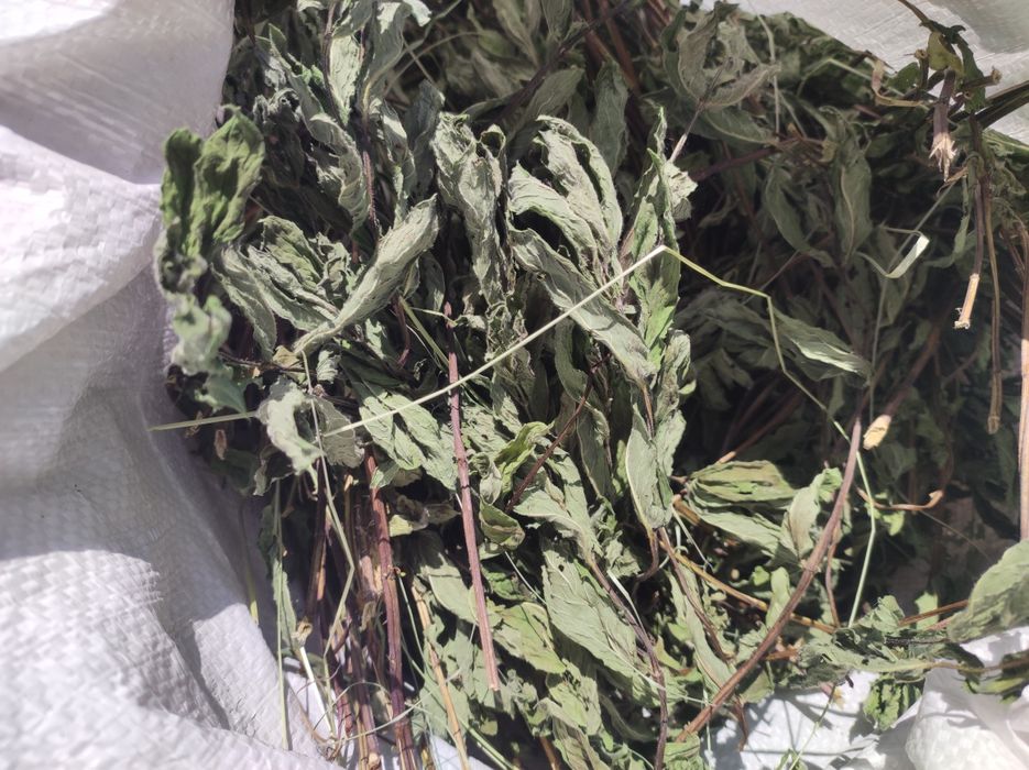 Ягоди гльоду сушені і свіжонарвані 2025 року