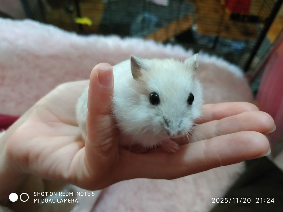 Chomiki dżungarskie