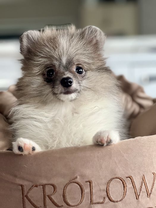 Szpic miniaturowy/pomeranian-maleńka dziewczynka