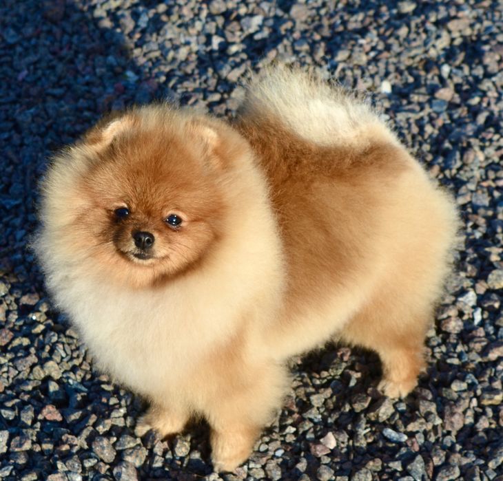 Дівчинка міні 8 місяців