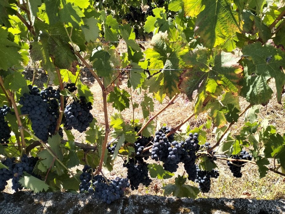 Uvas casta tinto Roriz