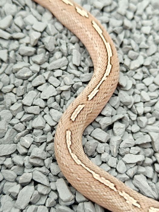 Wąż zbożowy / Granit low/medium white Pied Sided Tessera Motley?