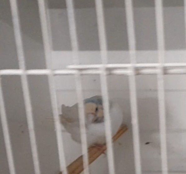 Diamantes de Gould disponíveis