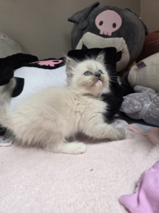 Choco Nat-Heaven*PL - Ragdoll Blue Mitted | Rodowód FIFe FPL