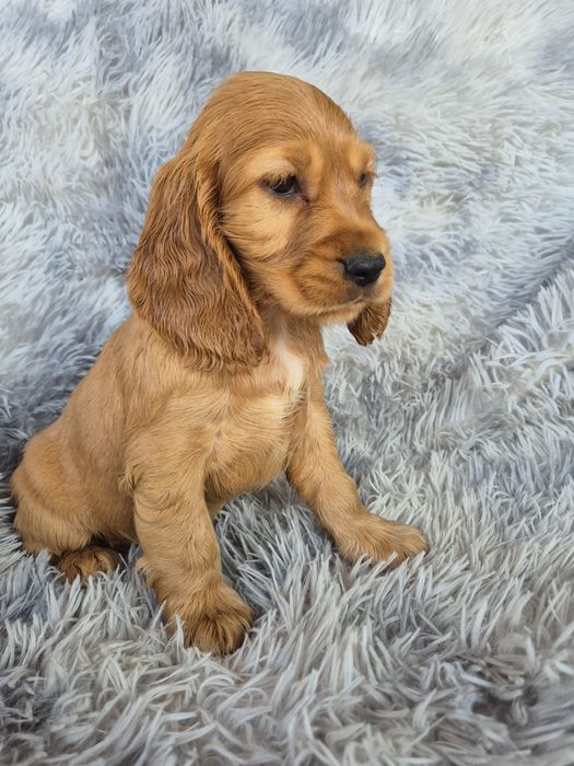 Cocker spaniel suczka 4