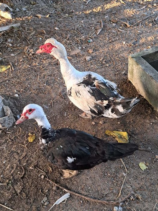 Patos mudos para venda