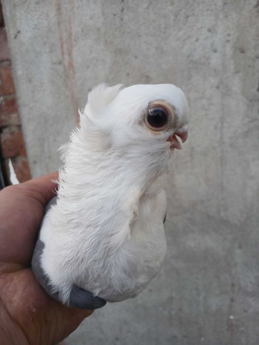 Mewki polskie samice