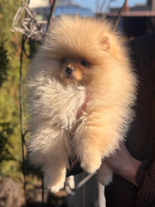 Шикарний Шпіц цуценя