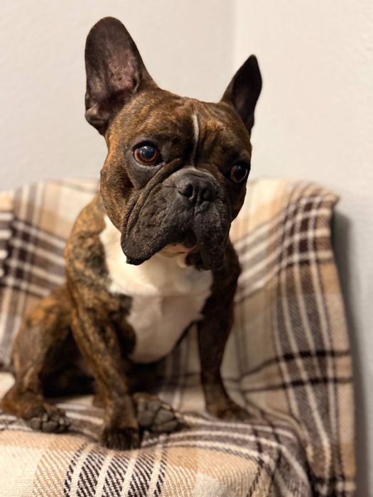 Французский бульдог