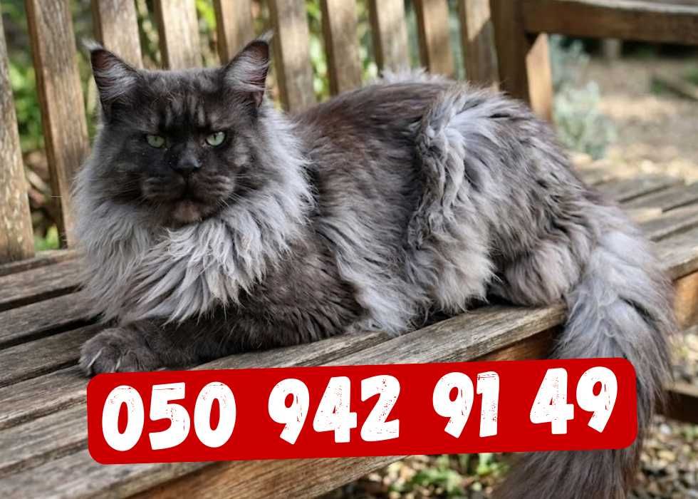 Мейн-кун мрії‼️ Продаж кошенят породи Мейн-кун. З документами