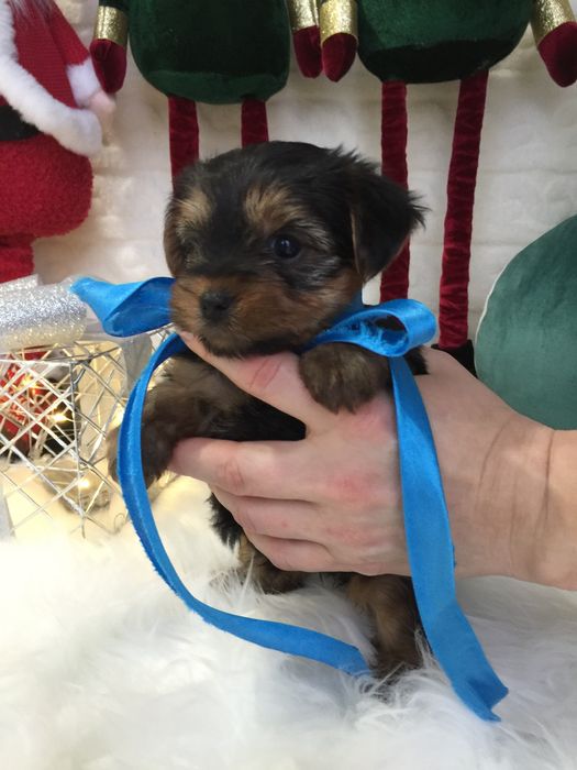 VIP Йорки — Ніжна шерсть, велике серце