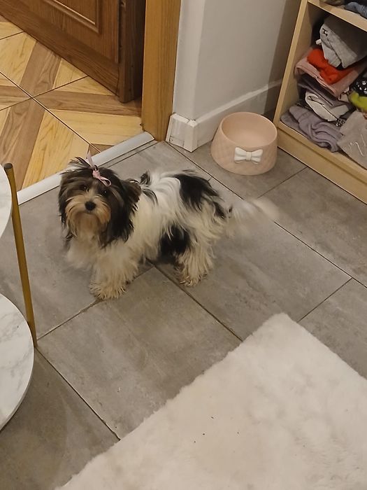 York Biewer śliczny piesek