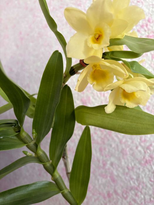 Орхідея Дендробіум Нобіле Жовтий