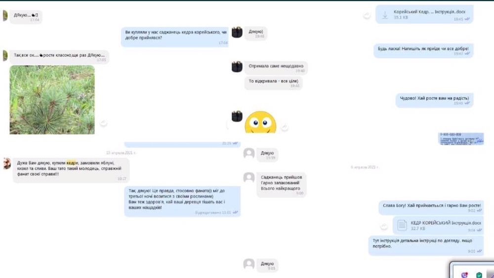 Кедр Корейський, саджанці 50 см. Сосна, хвойні.