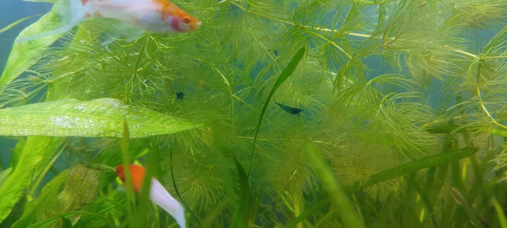 Neocaridina Blue Velvet