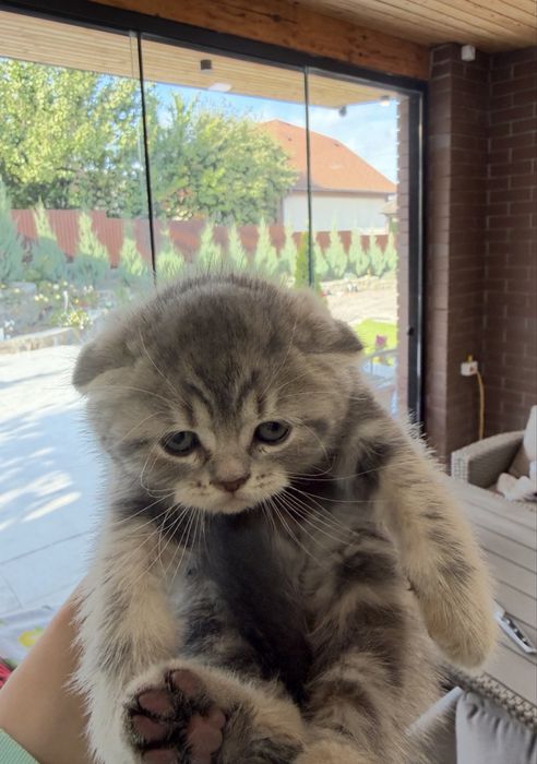 Кошеня  грайливе
