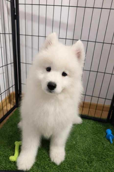 Samoyed Śliczna piesek ZKwP FCI Zapraszam!!!