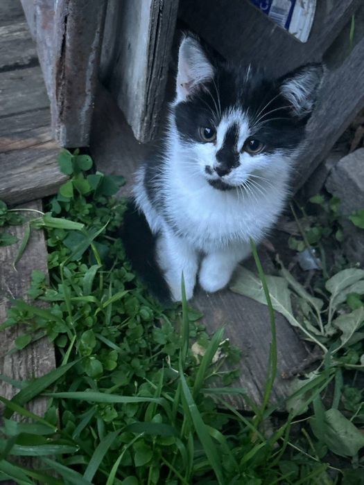 Кошенята в добрі руки