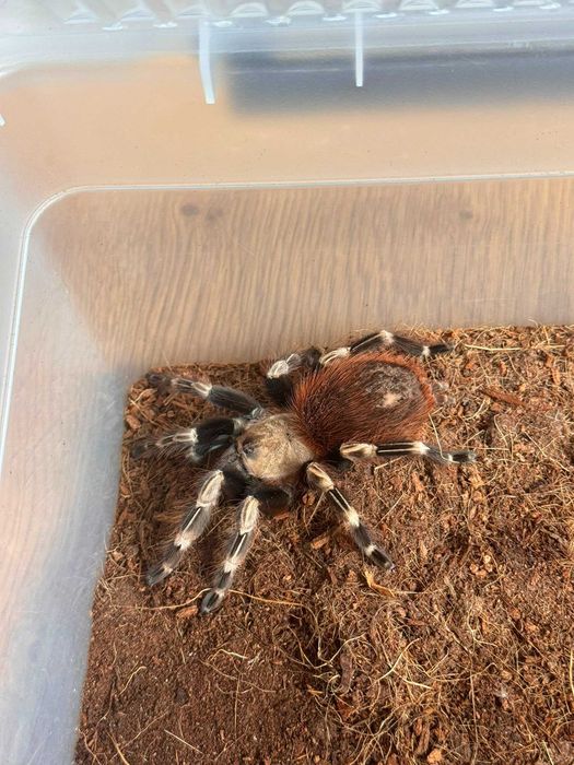 Samica ptasznika Nhandu chromatus | ok. 6 cm DC