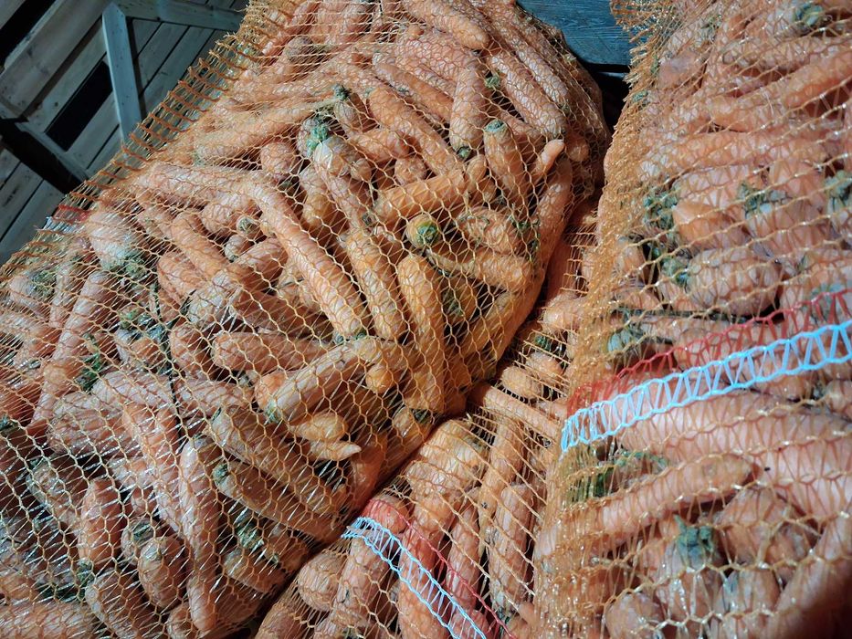 Seler, Marchew paszowa odpadowa i jadalna