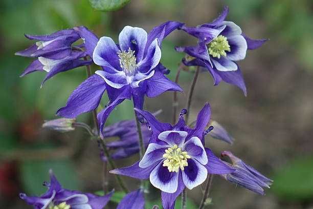 1 g mix  nasion orlik pospolity