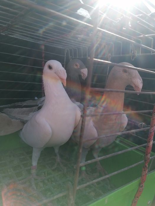 Gołębie rzeszowskie samica