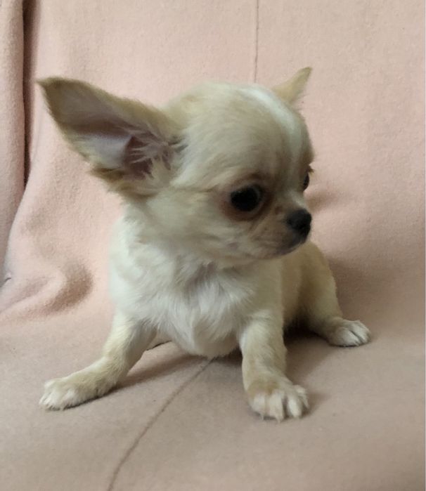 Собачки мини чихуа