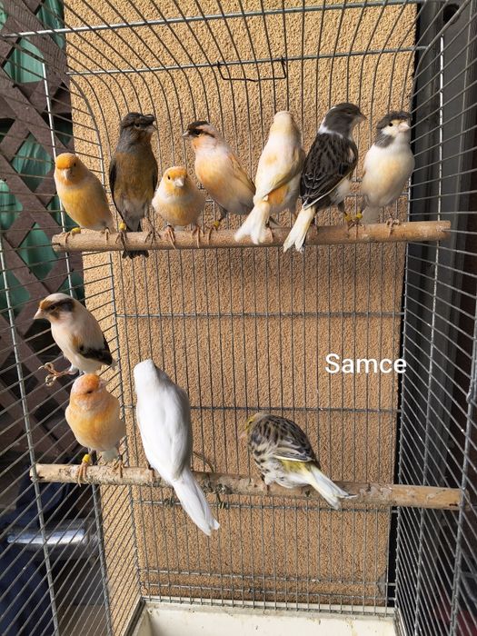 Sprzedam samce i samice