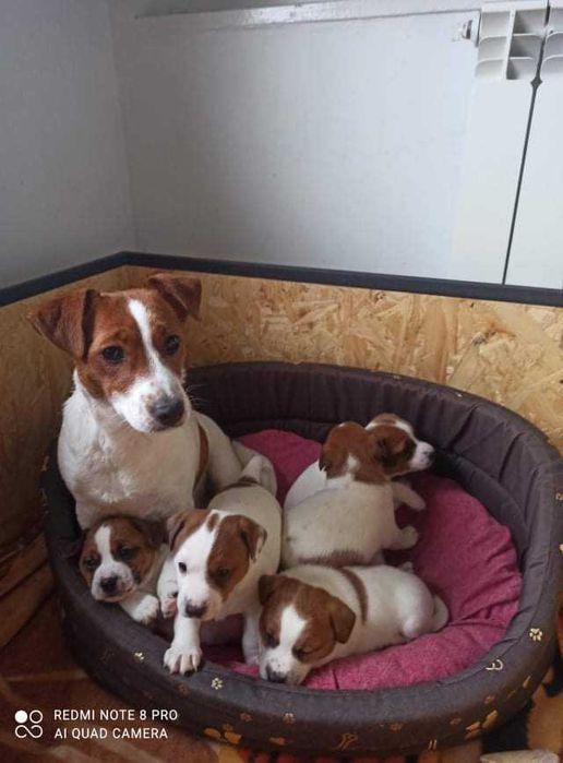 Krycie psem- Jack Russell Terrier.