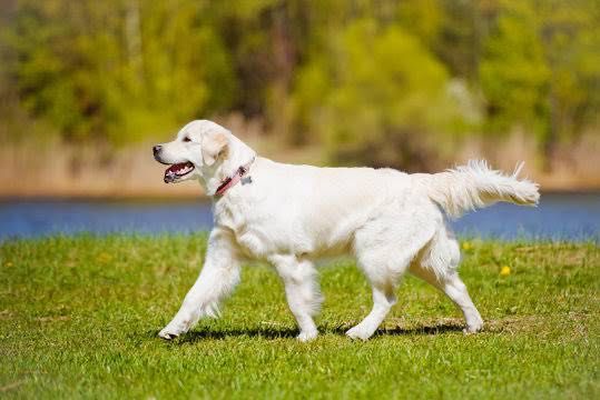 Pet Walking e Pet Sitting485670381442181121