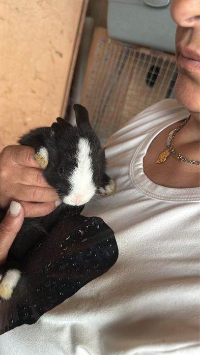 Coelhos anoes para entrega imediata