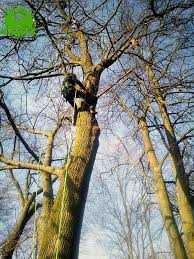 wycinka drzew za drewno, pielegnacja i  mulczowanie terenów