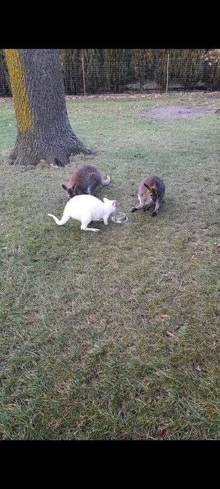 Kangur Kangury Walabia Benetta Biała Samica