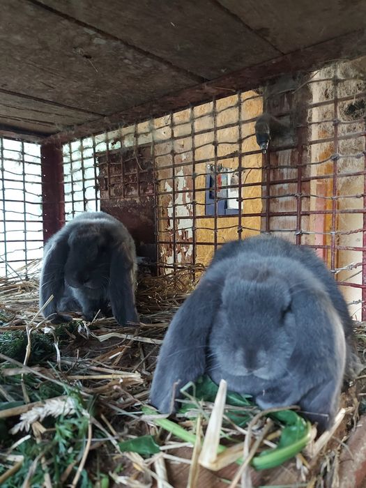 Młode Baran Francuski Niebieski króliki samica samiec FBN królik Parki