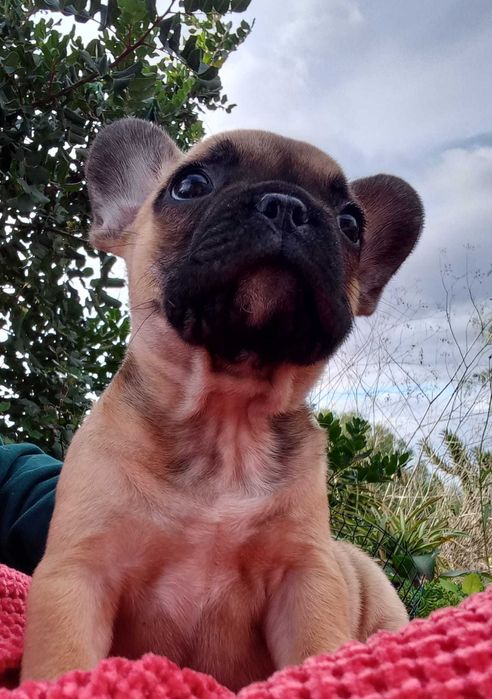 Buldogue Francês lindo de morrer