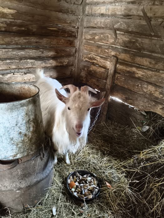 Продається Козлик