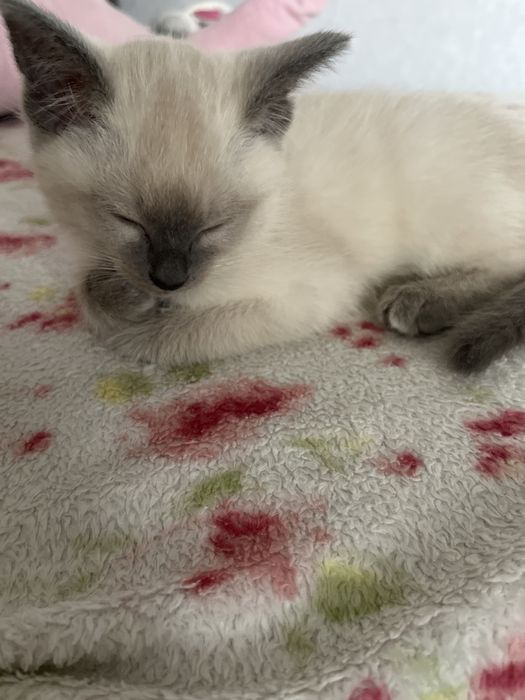 Мальенкий котенок порода сиамская блу пойнт