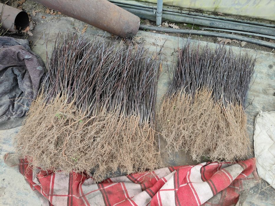 Klon zwyczajny i jesionolistny katalpa akacja sadzonki cena od 0,20gr